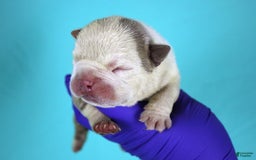 American Bully dogs for sale: Lilac/white Male - Image 3