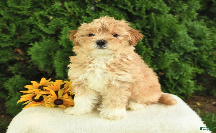 Maltipoo dogs - Advert 17