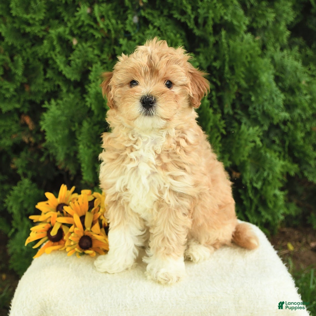 Maltipoo dogs for sale: Blair - Image 2