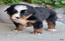 Bernese Mountain Dog dogs for sale: Dashie - Image 2
