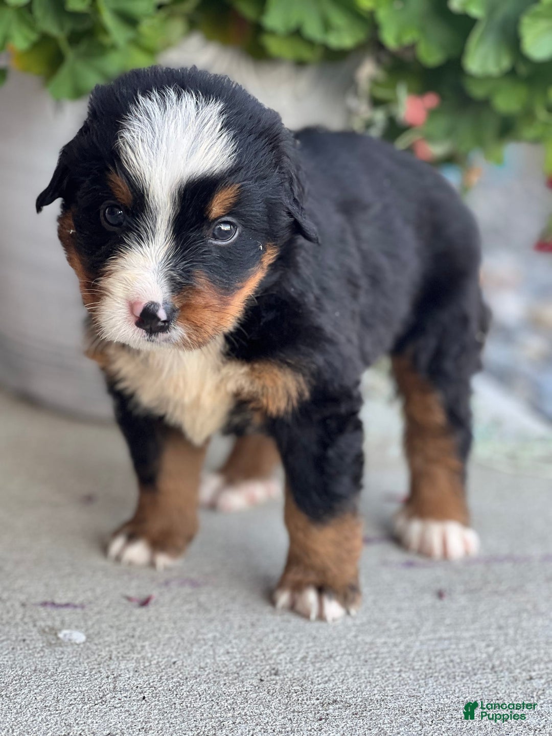 Bernese Mountain Dog dogs for sale: Dashie - Image 2