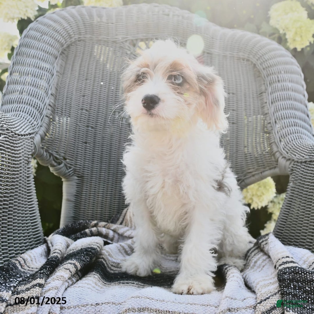 Cavapoo dogs for sale: Maggie - Image 3