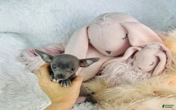 Chihuahua dogs for sale: Cesare - Image 1