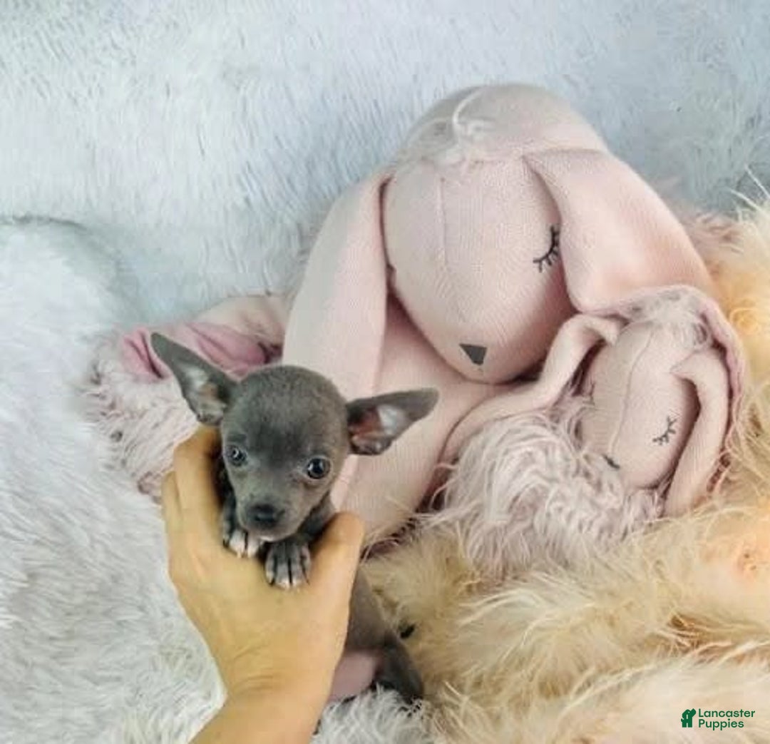 Chihuahua dogs for sale: Cesare - Image 1