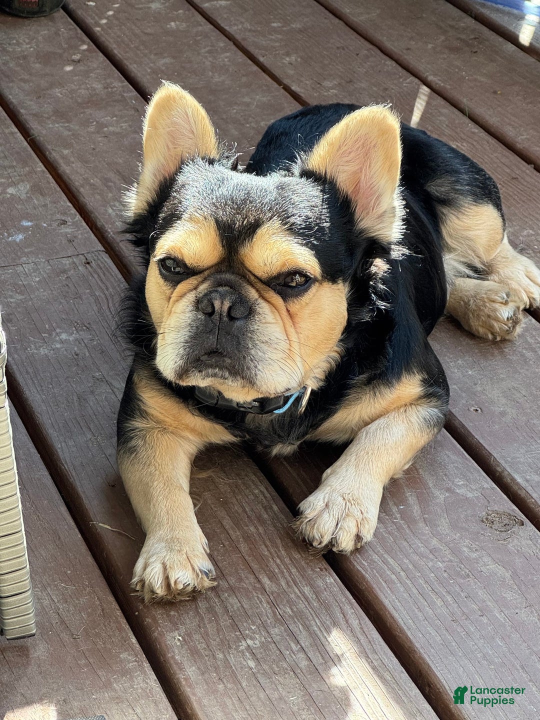 French Bulldog dogs for sale: Lilly - Image 12
