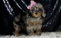 Miniature Poodle dogs for sale: Janet - Image 4