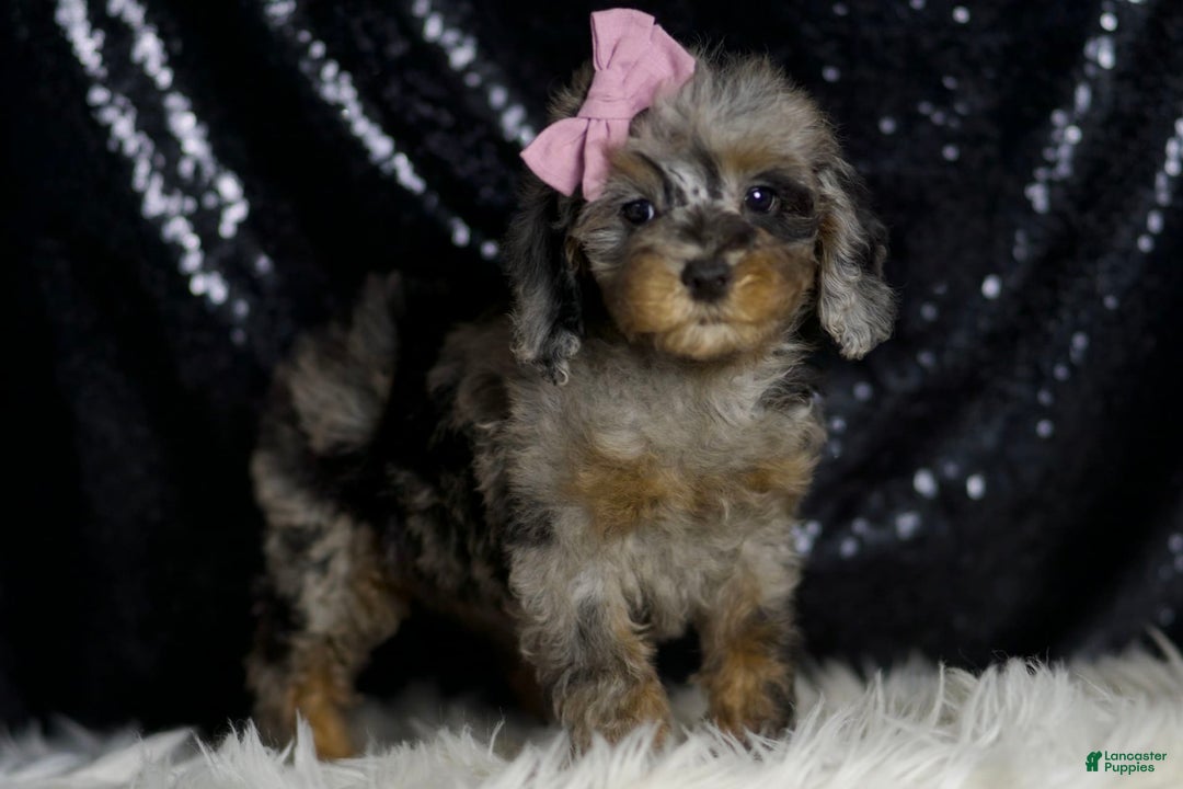 Miniature Poodle dogs for sale: Janet - Image 4
