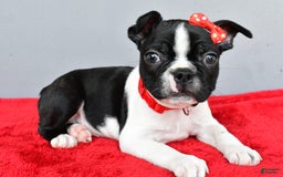 Boston Terrier dogs for sale: Mason - Image 7