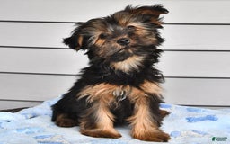 Yorkshire Terrier dogs for sale: River - Image 11
