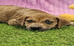 Catahoula Leopard Dog dogs for sale: Duchess 2025 Female 4 - Image 10