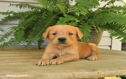Golden Retriever dogs for sale: Merlin - Image 1