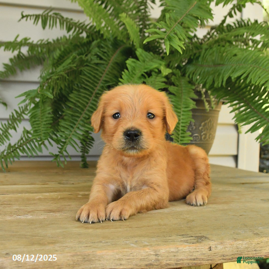 Golden Retriever dogs for sale: Merlin - Image 1