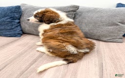 Saint Berdoodles dogs for sale: Juniper - Image 3