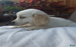 Golden Retriever dogs for sale: Lottie - Image 4