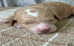 Miniature Poodle dogs for sale: Milo - Image 2
