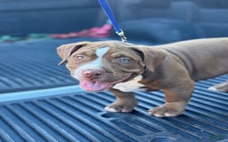 American Bully dogs for sale: Bailey - Image 8