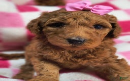 Mini Goldendoodle dogs for sale: Isley - Image 9