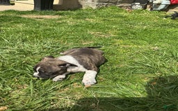 American Bully dogs for sale: Nala-brindle - Image 1
