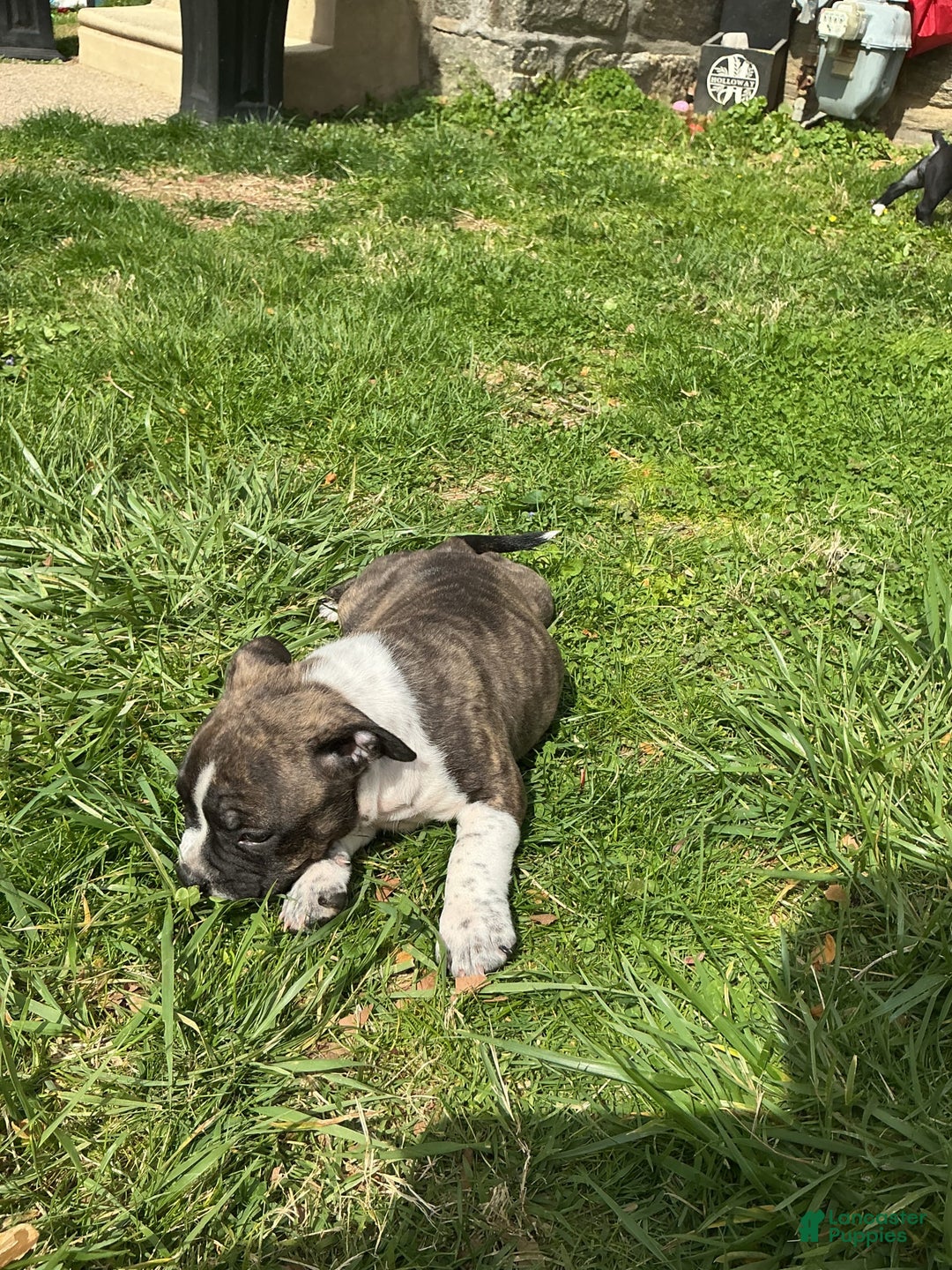 American Bully dogs for sale: Nala-brindle - Image 1