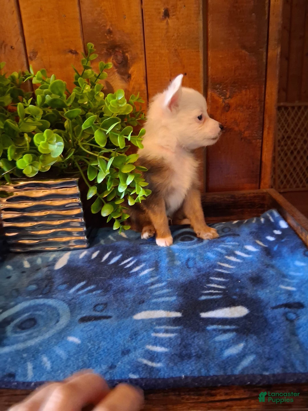 Chinese Crested dogs for sale: Bear - Image 8