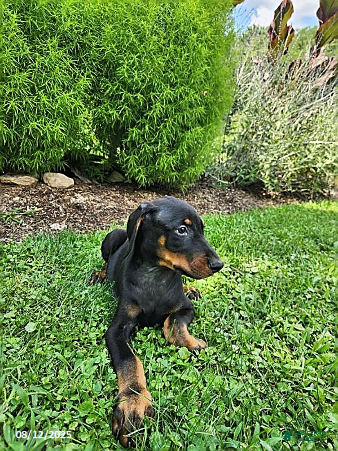 Doberman Pinscher dogs for sale: Dexter - Image 5