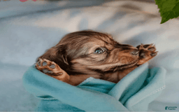 Dachshund dogs for sale: Shaded Cream Male - Image 16