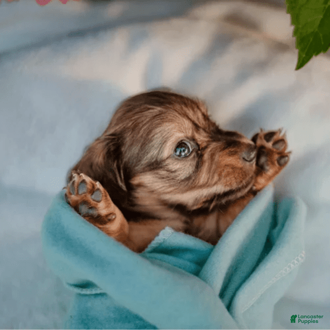Dachshund dogs for sale: Shaded Cream Male - Image 16
