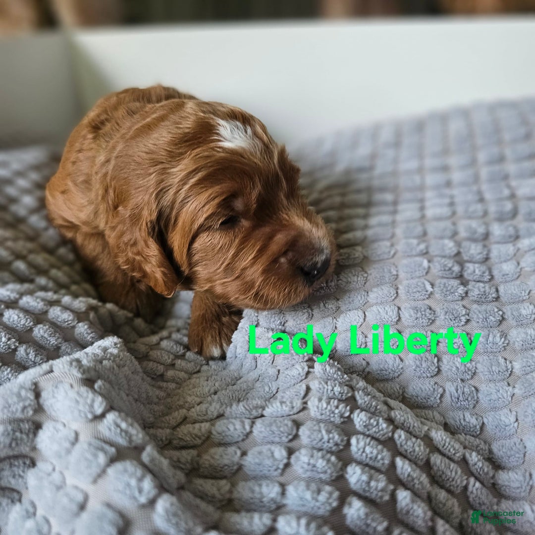 Goldendoodle dogs for sale: Lady Liberty - Image 1