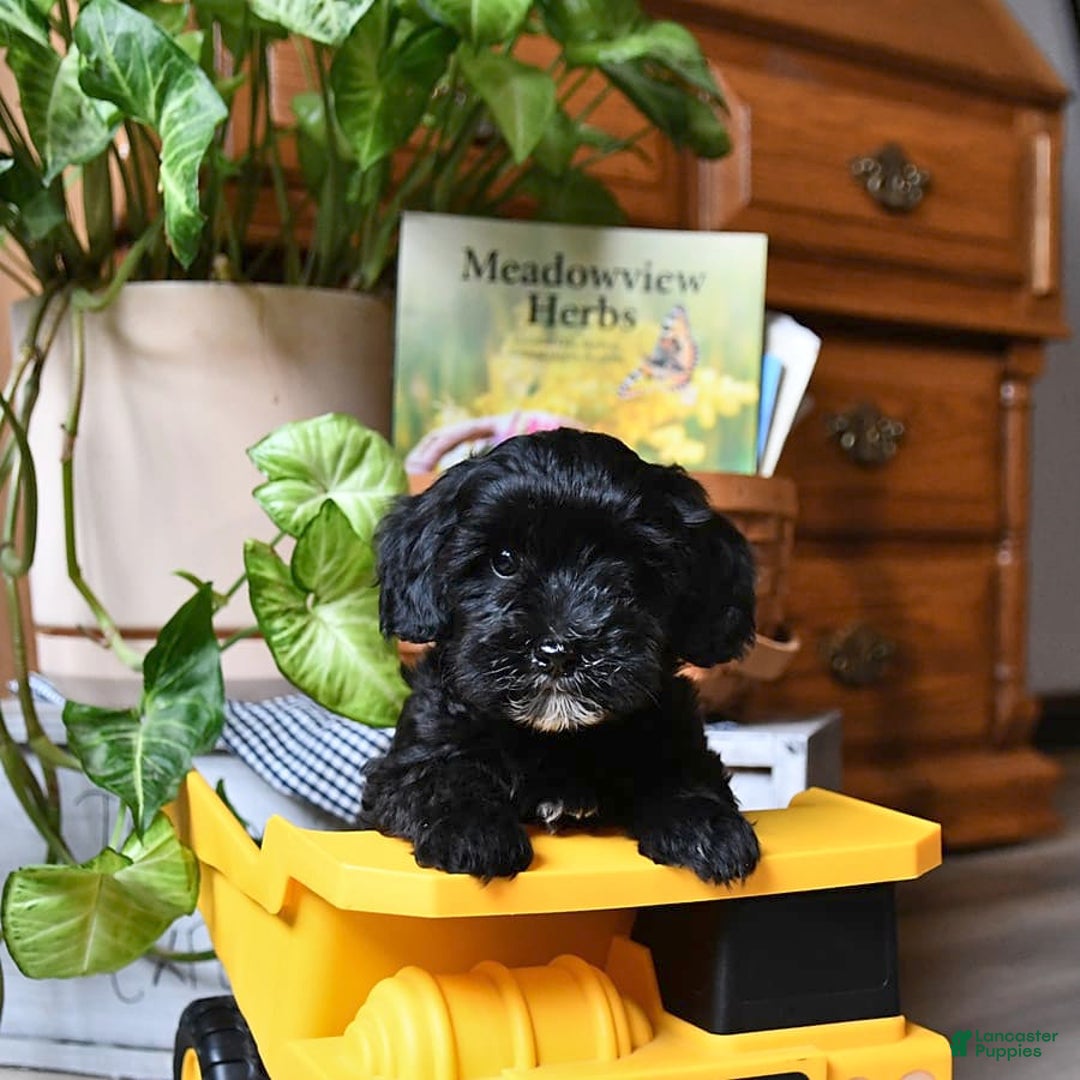 Havapoo dogs for sale: House Raised Billy - Image 19