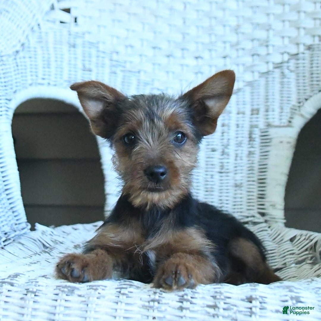 Yorkshire Terrier dogs for sale: Tucker - Image 7