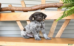 German Shorthaired Pointer dogs for sale: Bandit - Image 2