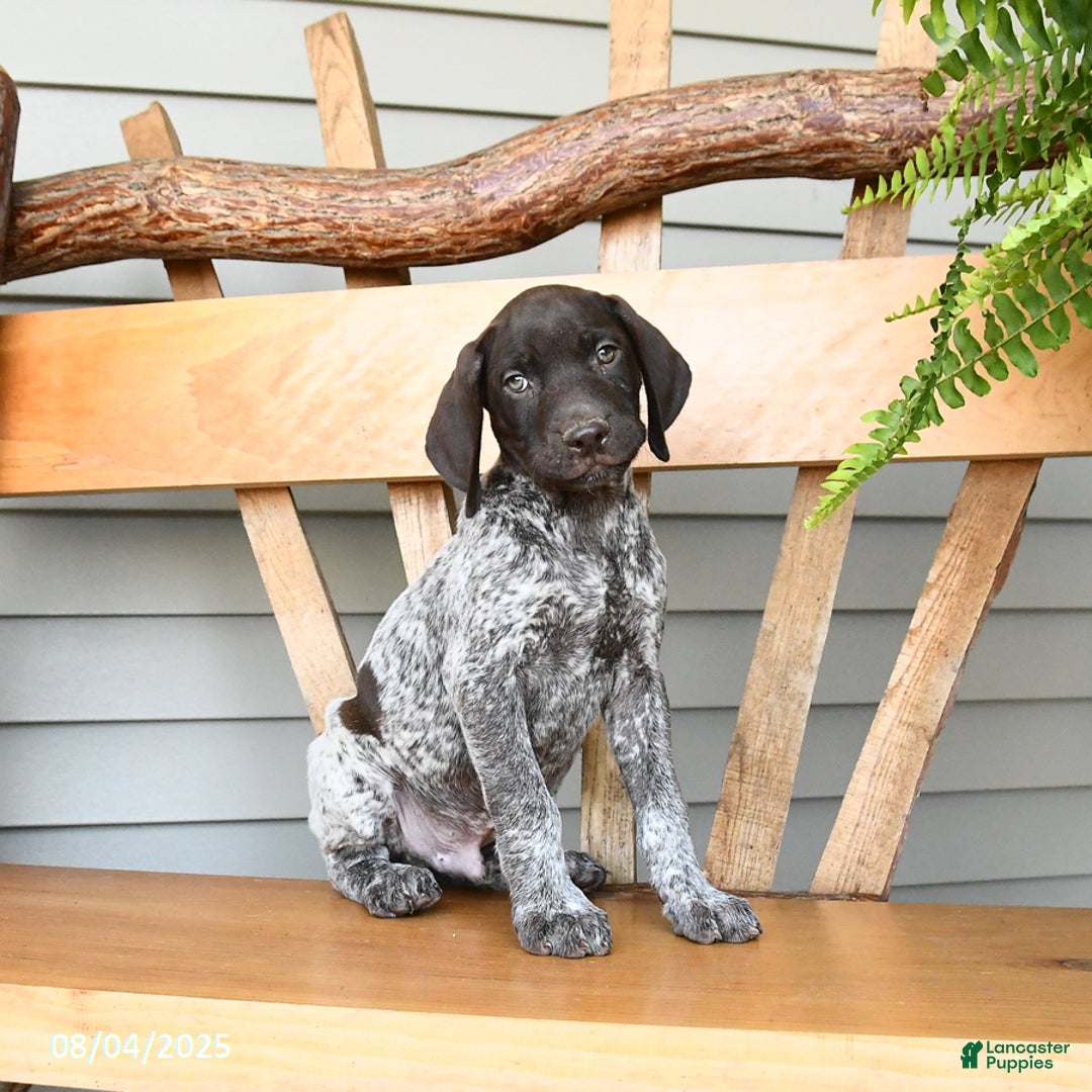 German Shorthaired Pointer dogs for sale: Bandit - Image 2
