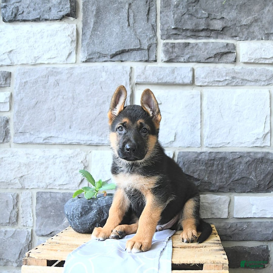 German Shepherd dogs for sale: Jet - Image 5