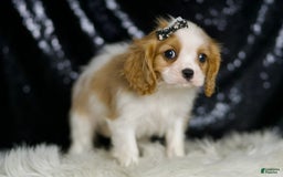 Cavalier King Charles Spaniel dogs for sale: Raya - Image 5