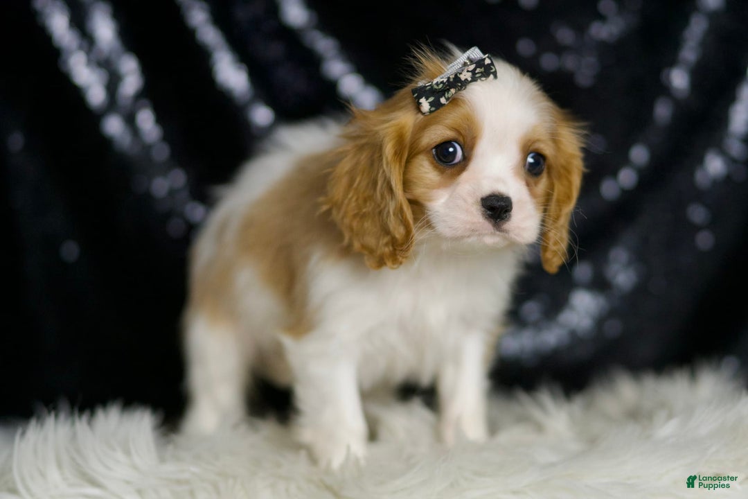 Cavalier King Charles Spaniel dogs for sale: Raya - Image 5