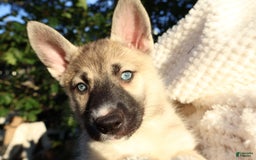 Gerberian Shepsky dogs for sale: Korra - Image 10
