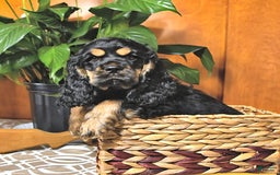 Cocker Spaniel dogs for sale: Banjo - Image 16
