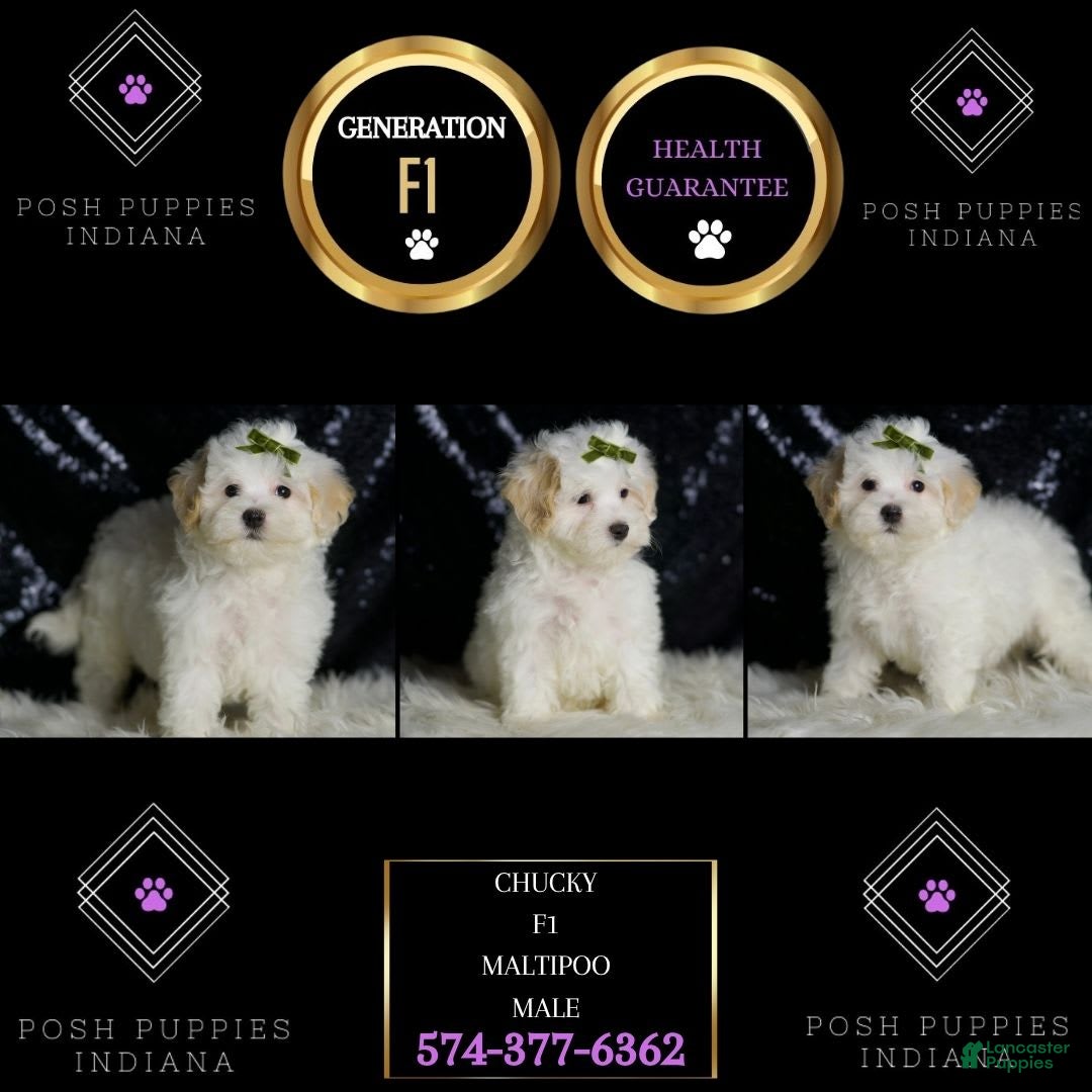 Maltipoo dogs for sale: Chucky - Image 5