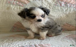 Pomchi dogs for sale: Tommy - Image 16