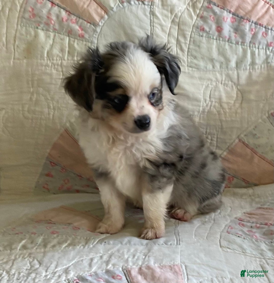 Pomchi dogs for sale: Tommy - Image 16