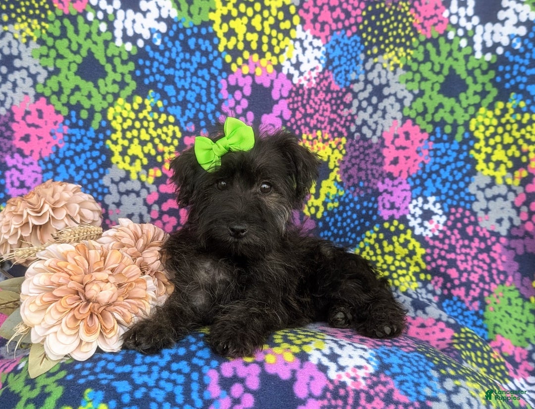 Morkie dogs for sale: Zia Hypoallergenic - Image 2