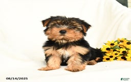 Yorkshire Terrier dogs for sale: Whisper - Image 5