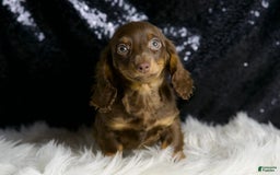 Miniature Dachshund dogs for sale: Heidi - Image 4