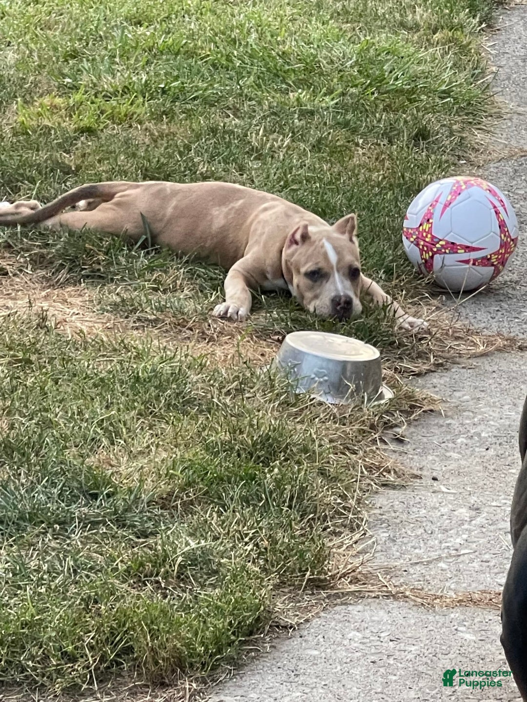 American Bully dogs for sale: Cleopatra - Image 3