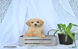 Mini Goldendoodle dogs for sale: Kinley - Image 6