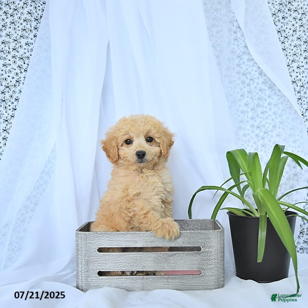 Mini Goldendoodle dogs for sale: Kinley - Image 6