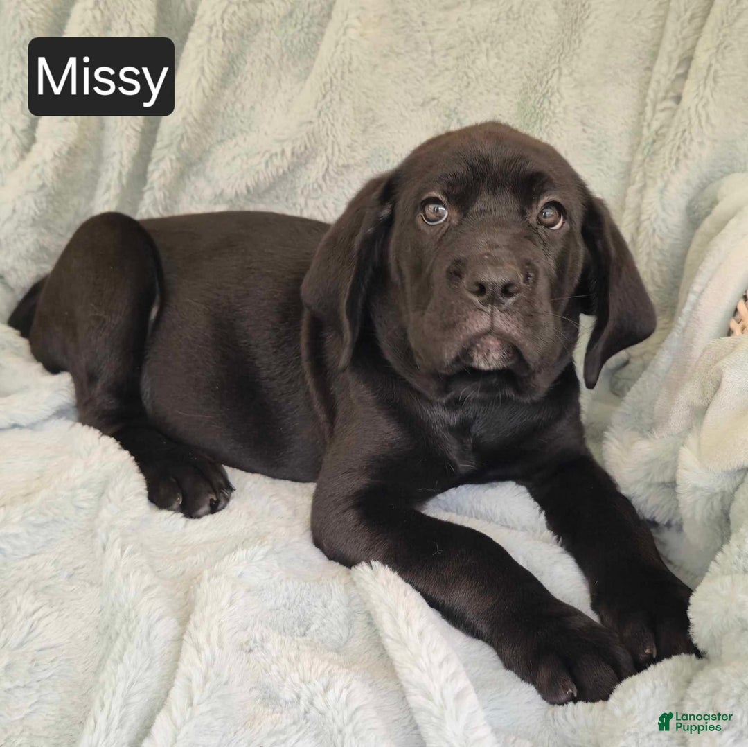 Cane Corso dogs for sale: Missy - Image 3