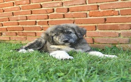 Anatolian Shepherd dogs for sale: Trinity - Image 3