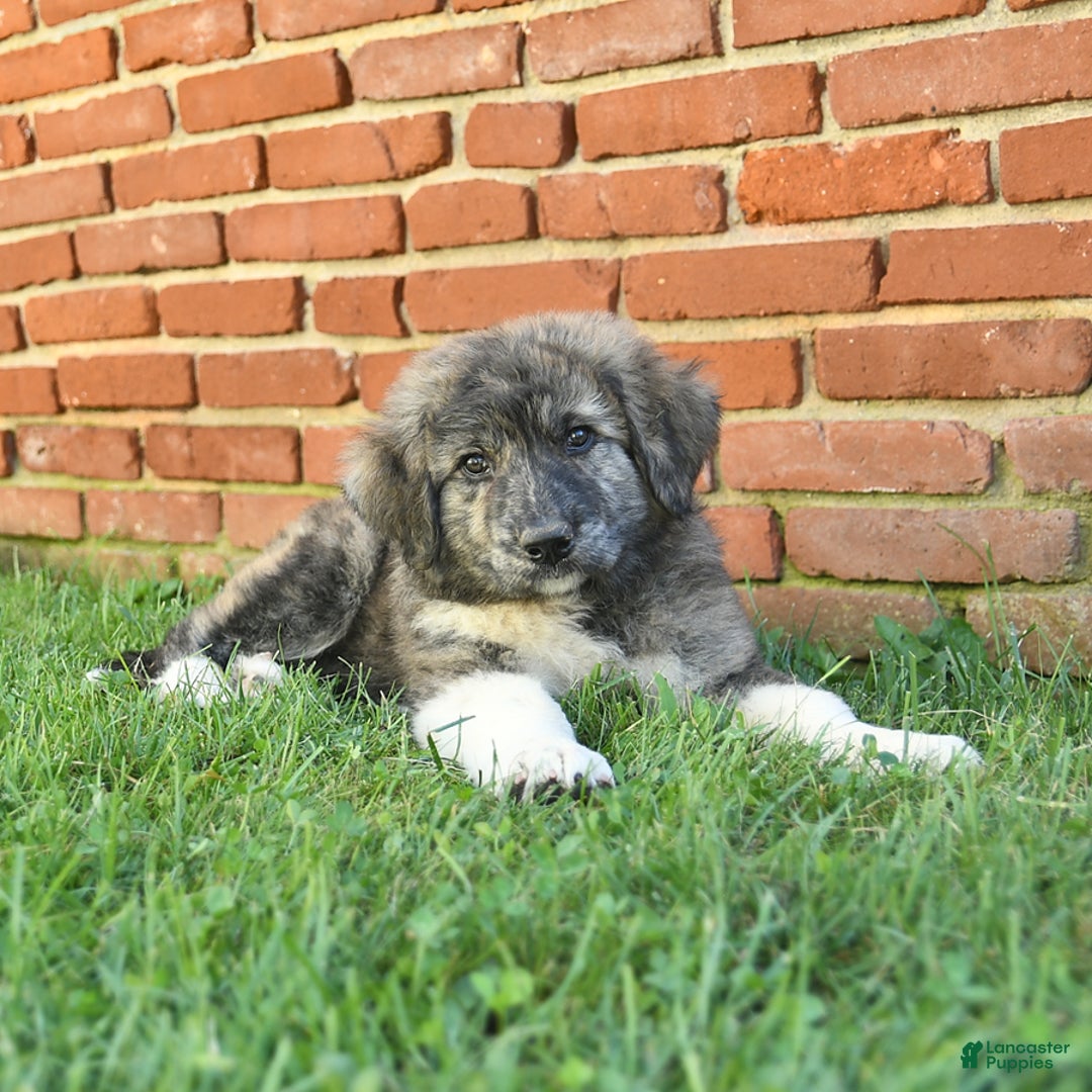 Anatolian Shepherd dogs for sale: Trinity - Image 3