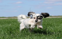 Shihpoo dogs for sale: Abby - Image 13